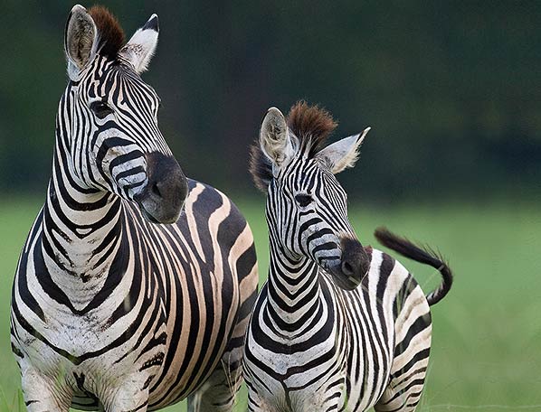 2zebras