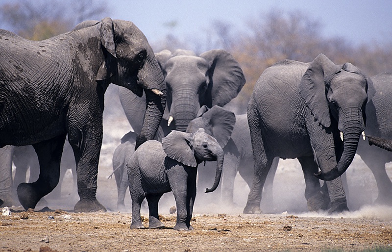 Elephants