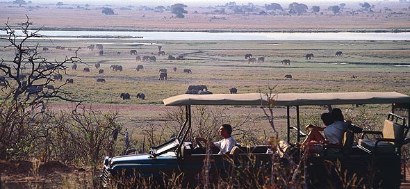 chobe-gamedrive-590