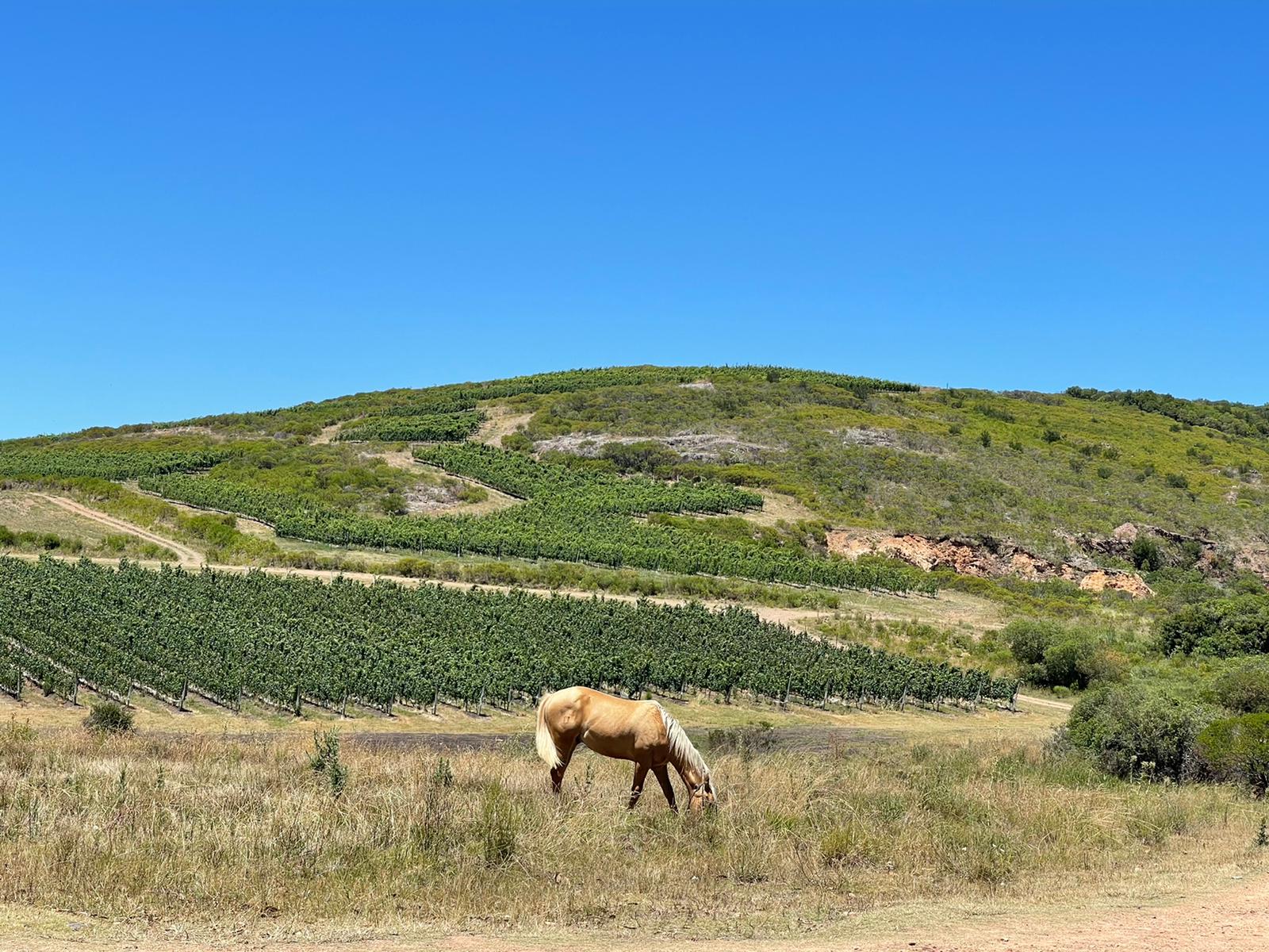 can-foreigners-buy-land-in-uruguay-real-estate-in-uruguay